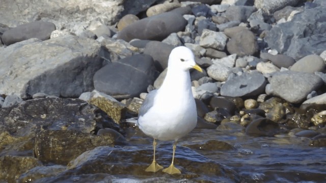 Short-billed Gull - ML201112281