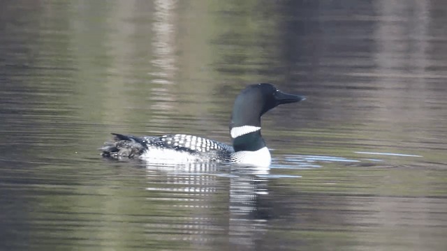 ハシグロアビ - ML201112321