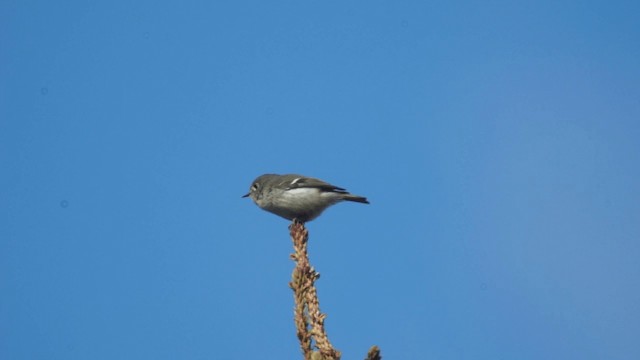 Ruby-crowned Kinglet - ML201112331