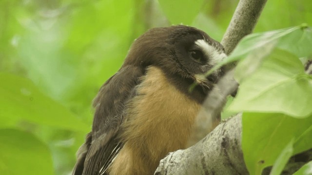 Североамериканский сыч (acadicus) - ML201112361