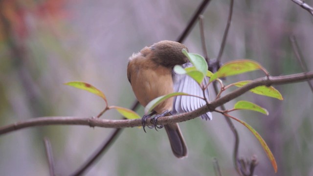 Morelet's Seedeater - ML201112401