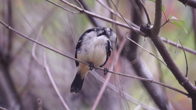 Morelet's Seedeater - ML201112411