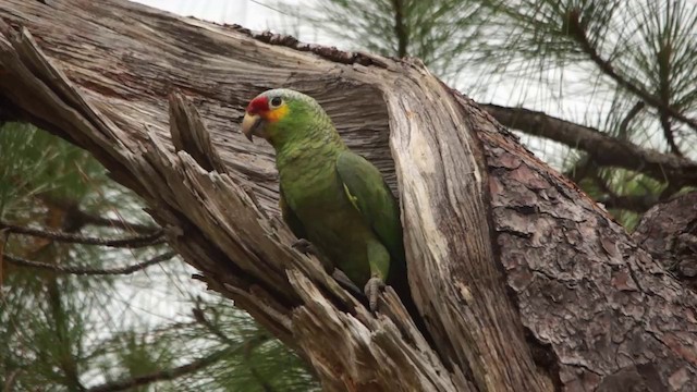 Red-lored Amazon (Red-lored) - ML201112431