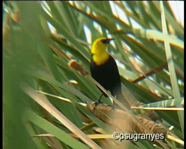 Yellow-hooded Blackbird - ML201112621