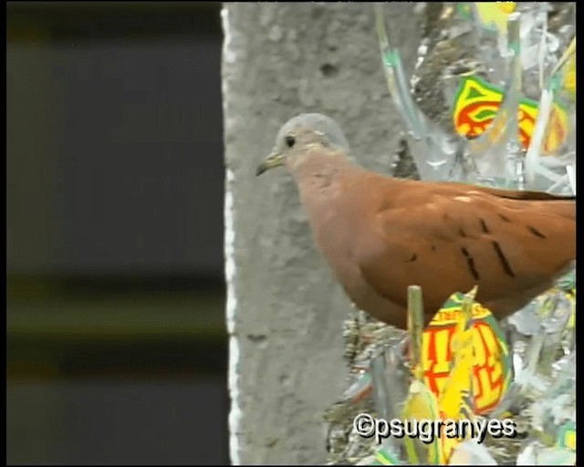 Ruddy Ground Dove - ML201112681