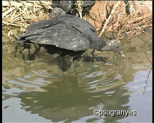 Black Vulture - ML201112721