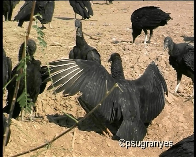 Black Vulture - ML201112731