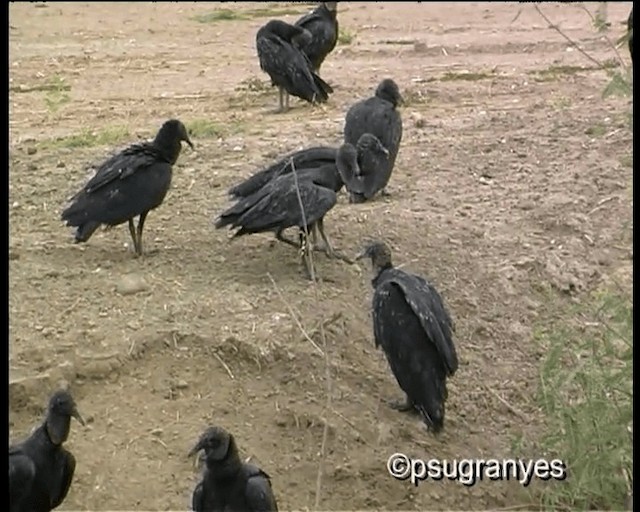 Black Vulture - ML201112741