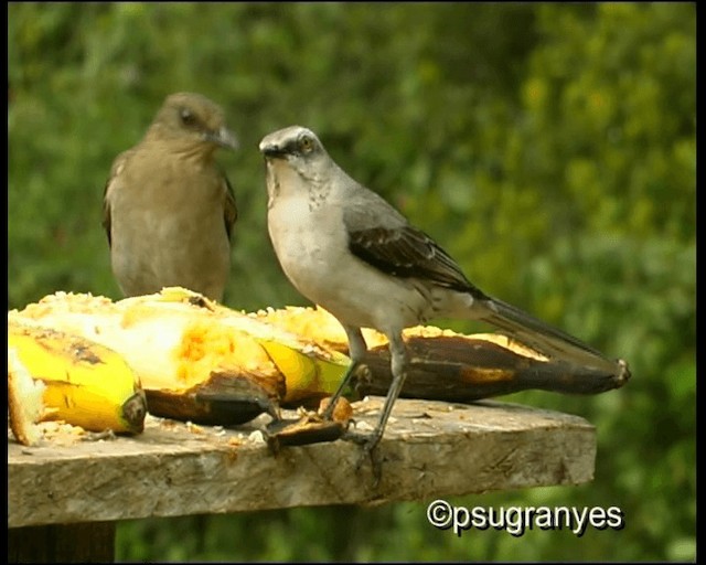 Tropical Mockingbird (Southern) - ML201112881