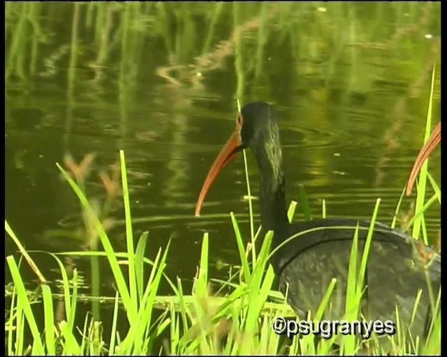 Bare-faced Ibis - ML201112921