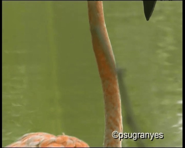 American Flamingo - ML201112941