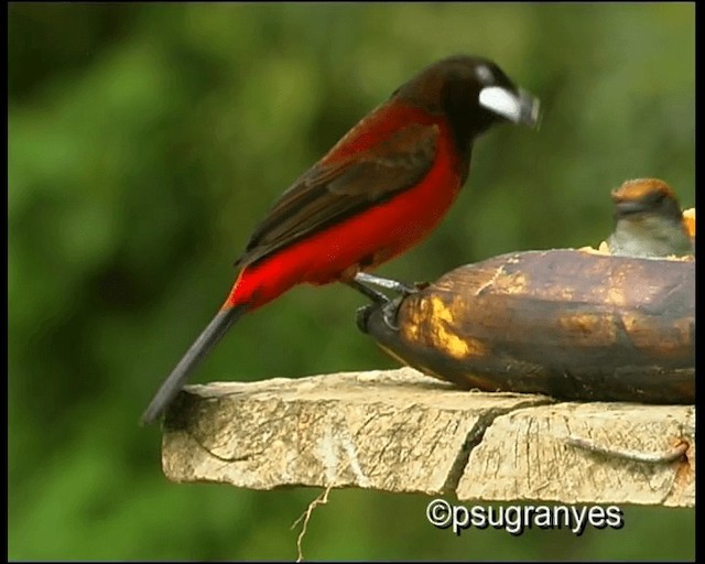 Tangara Dorsirroja - ML201112971