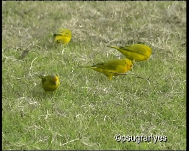 Saffron Finch (Saffron) - ML201112981