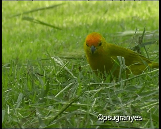 Saffron Finch (Saffron) - ML201112991