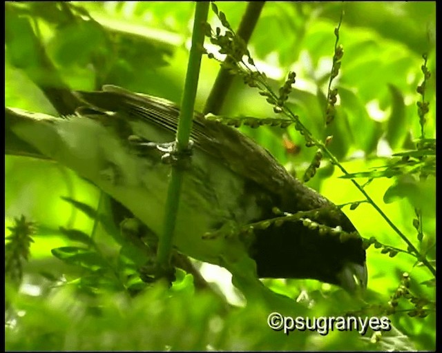 Yellow-bellied Seedeater - ML201113001