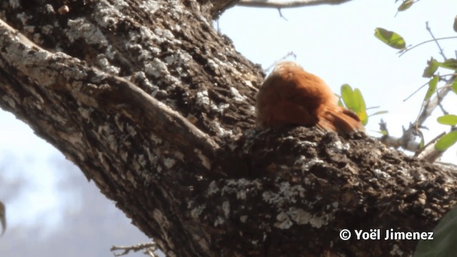 Trepatroncos Cabecirrayado - ML201113081