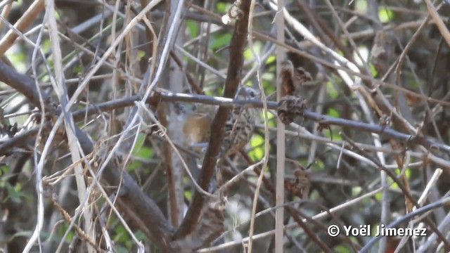 Speckle-breasted Wren (Marañon) - ML201113121