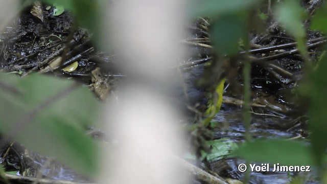 Gray-and-gold Warbler - ML201113141