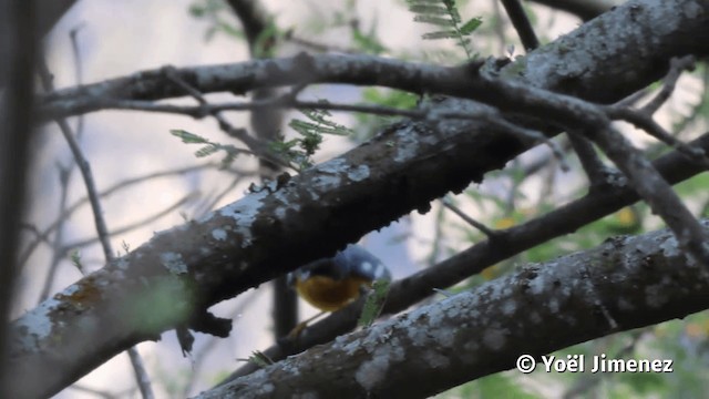 Tropical Parula (South American) - ML201113161