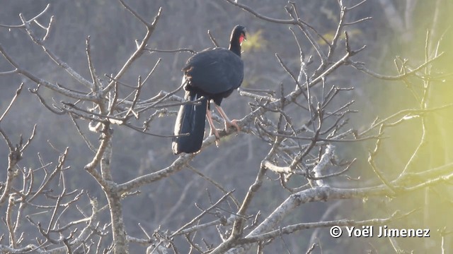 White-winged Guan - ML201113171