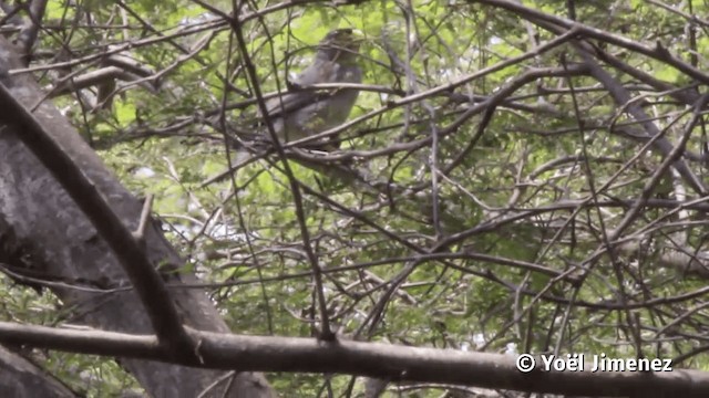 Cinereous Finch - ML201113221