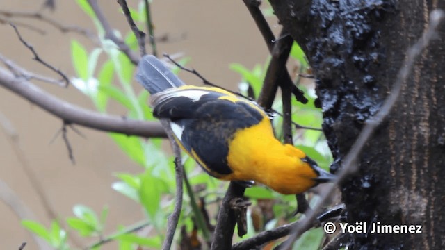 Oriole leucoptère - ML201113261