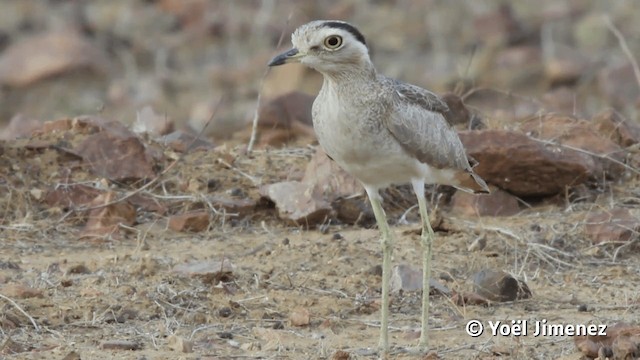 Peruvian Thick-knee - ML201113271