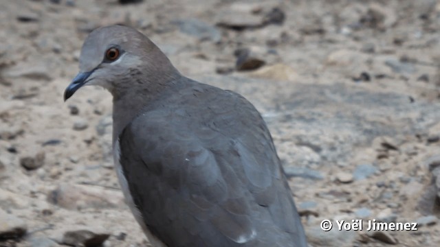 White-tipped Dove (decolor) - ML201113321