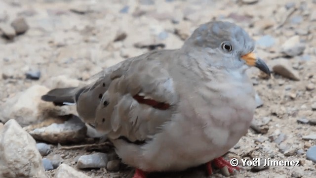 Croaking Ground Dove - ML201113331