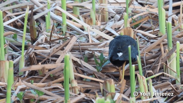 Purple Gallinule - ML201113371