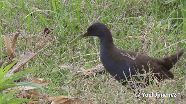 Plumbeous Rail - ML201113421