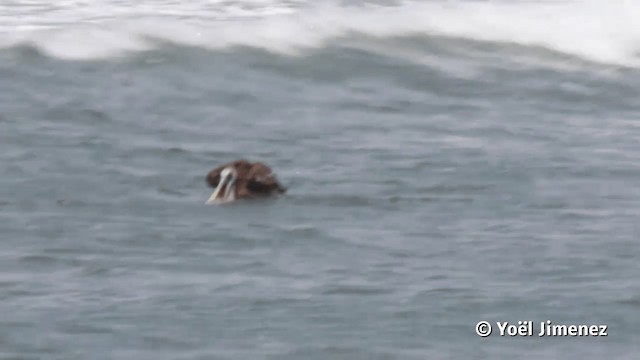 Peruvian Pelican - ML201113441