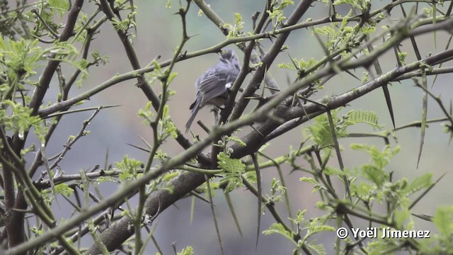 Cinereous Conebill (Cinereous) - ML201113531