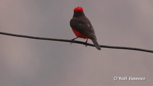 Vermilion Flycatcher (obscurus Group) - ML201113671