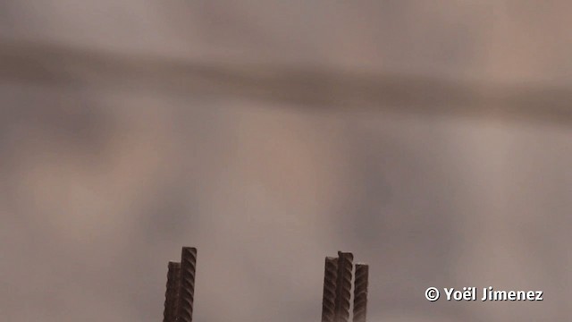 ベニタイランチョウ（obscurus グループ） - ML201113681