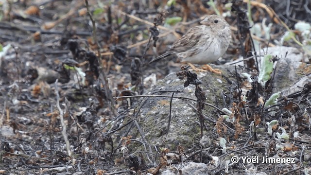 Band-tailed Sierra Finch - ML201113691