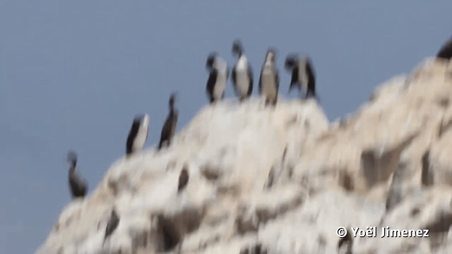 Red-legged Cormorant - ML201113731