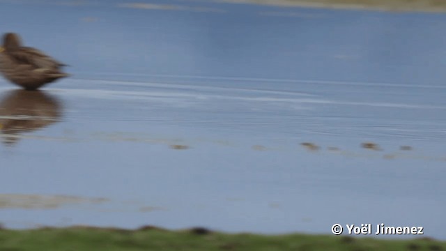 Yellow-billed Pintail (South American) - ML201113831