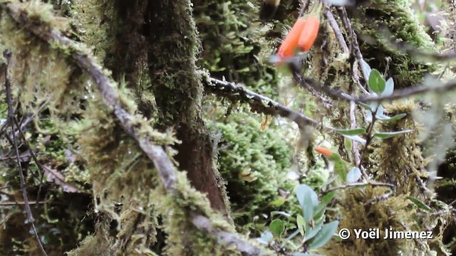 inka fialkovohrdlý (ssp. dichroura) - ML201113861