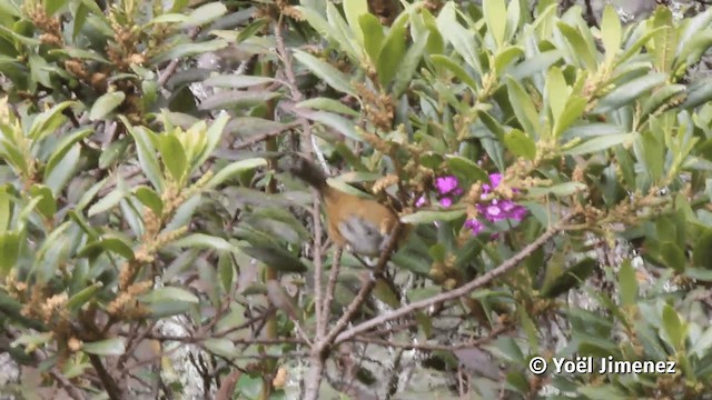 Rufous-chested Tanager - ML201113901