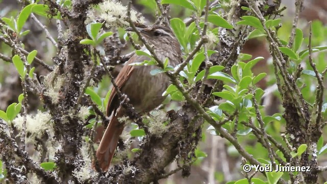 Bandurrita Estriada - ML201113911