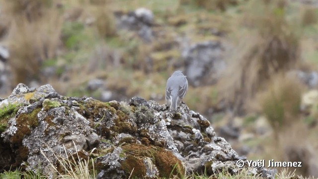 Idiopsar leucoptère - ML201113921