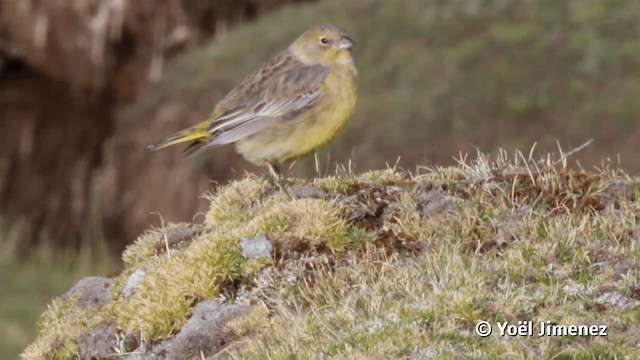 Bright-rumped Yellow-Finch - ML201113951