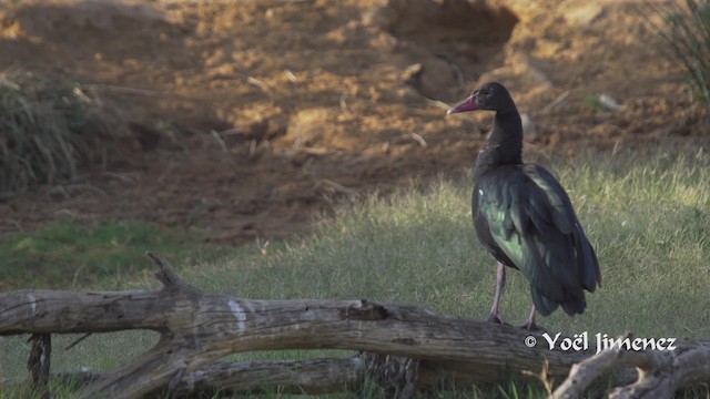 pižmovka ostruhatá (ssp. niger) - ML201113961