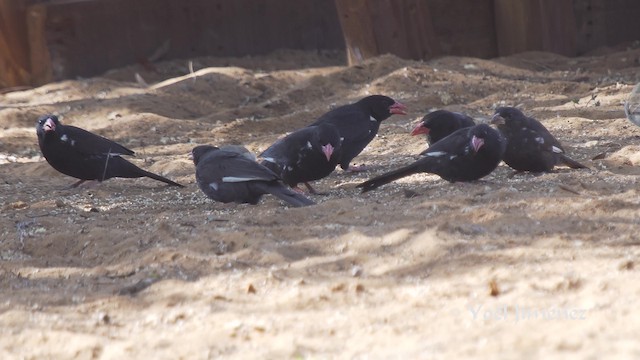 Red-billed Buffalo-Weaver - ML201113971