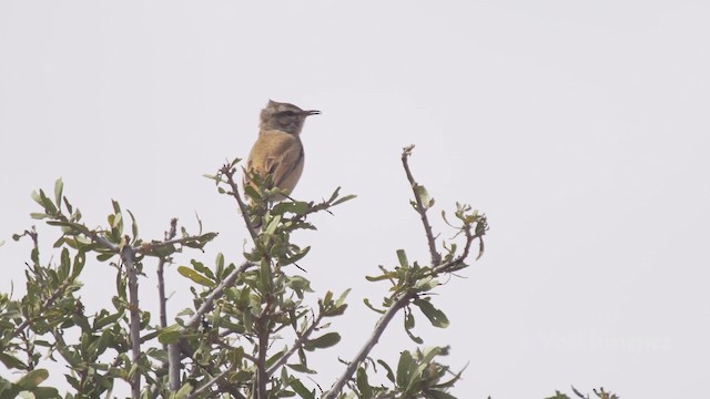 Kalahari Scrub-Robin - ML201114021