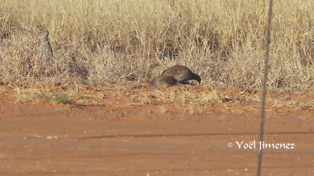 Natal Spurfowl - ML201114051