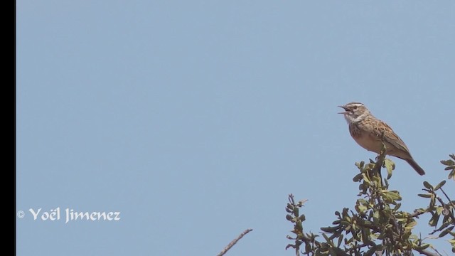 ハヤシヤブヒバリ（sabota グループ） - ML201114121