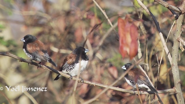 Чёрно-белая муния (nigriceps/woltersi) - ML201114181