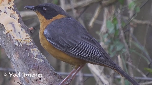 Chorister Robin-Chat - ML201114191